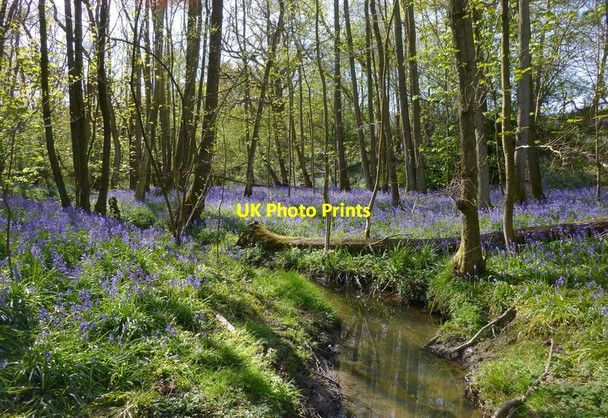 Photo 6"x4" Bluebell wood with stream East Grinstead c2016