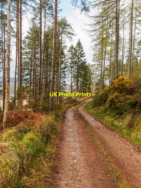 Photo 6"x4" Forestry Track Dochgarroch c2016