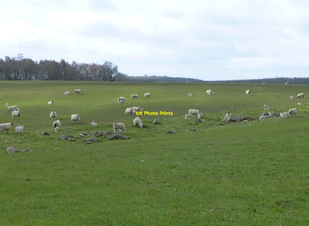 Photo 6"x4" Ewes and lambs Nunnykirk c2016