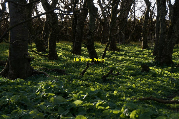 Photo 6"x4" The plantation at Halligarth, Baltasound Baltasound c2016