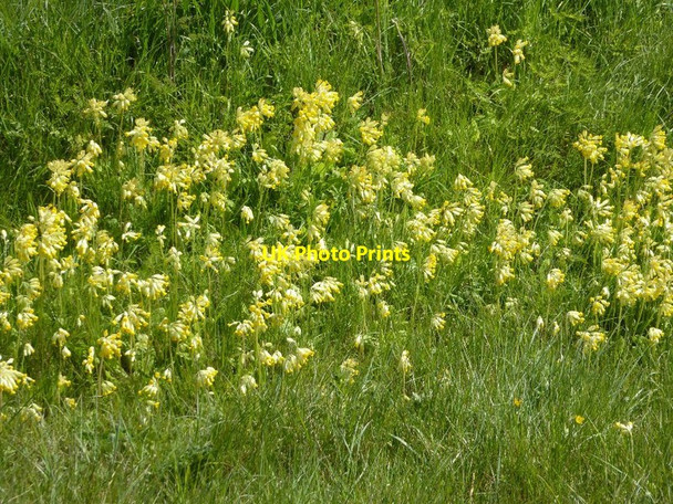 Photo 6"x4" Cowslips on a road verge Holly Green\/SO8641 c2016