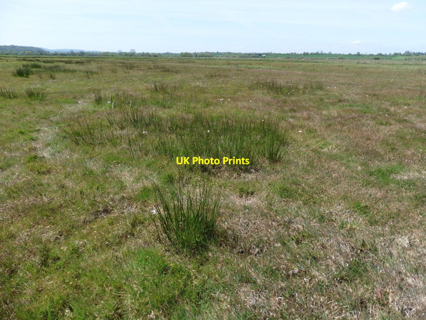 Photo 6"x4" Marsh grasses, West Sedge Moor Huntham c2016