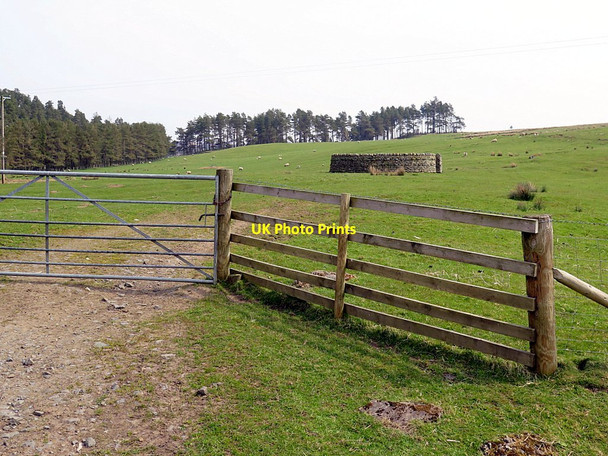 Photo 6"x4" Sheepfold near Linnheads East Woodburn c2016