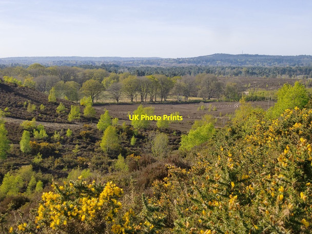 Photo 6"x4" Thursley Common: view towards Parish Field Thursley c2016