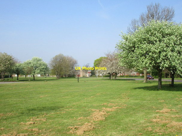 Photo 6"x4" Blossom on the Bransholme Estate Sutton-on-Hull c2016