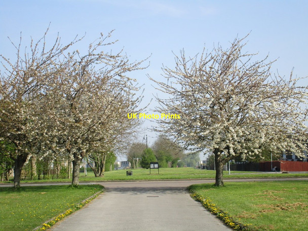 Photo 6"x4" Cherry blossom, Bransholme Sutton-on-Hull c2016