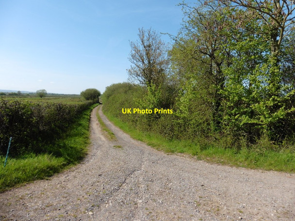 Photo 6"x4" Beercrowcombe Drove Heale\/ST3825 c2016