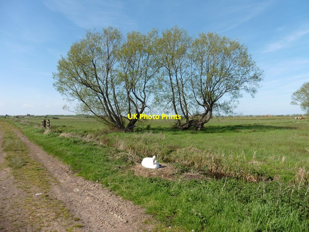Photo 6"x4" Mute Swan on its nest, Curry Rivel Drove Heale\/ST3825 c2016