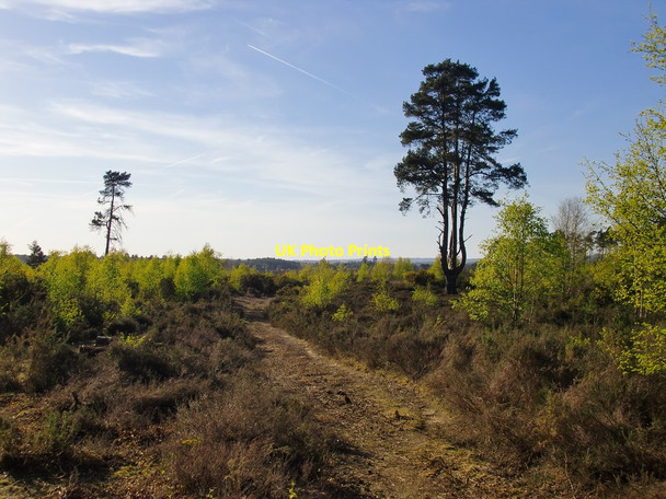 Photo 6"x4" Bridleway across heathland, Thursley Common Thursley c2016 P1
