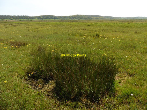 Photo 6"x4" Marsh grasses on West Sedge Moor Woodhill\/ST3527 c2016
