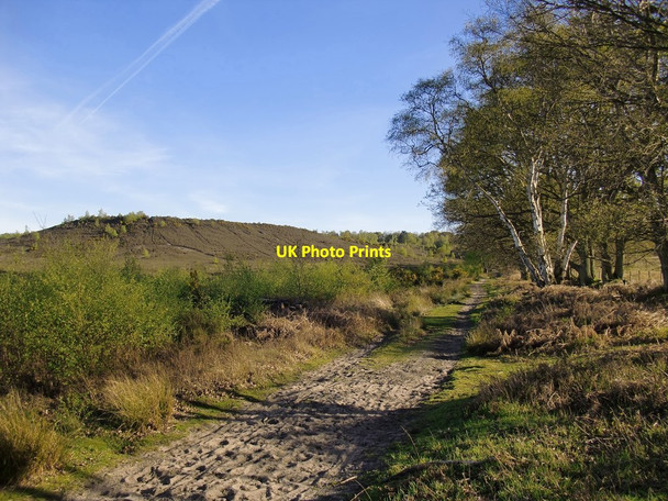 Photo 6"x4" Thursley Common: bridleway by Parish Field (2) Thursley c2016