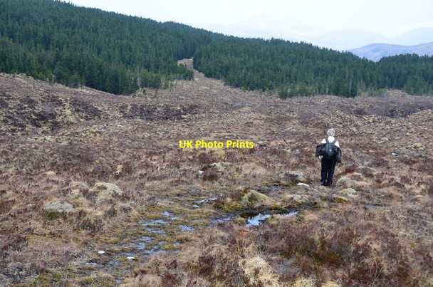 Photo 6"x4" Hillside and plantation, Attadale Strathan\/NG9338 c2016