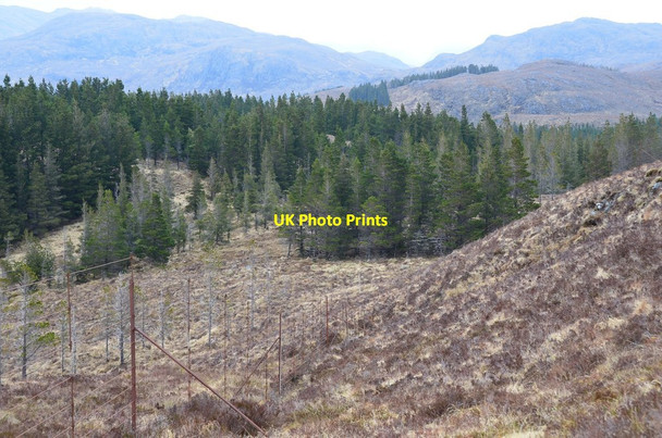 Photo 6"x4" Plantations near Loch an Iasaich Strathan\/NG9338 c2016