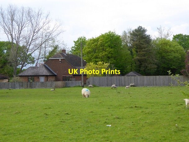 Photo 6"x4" Hengherst Farm Shirkoak c2016