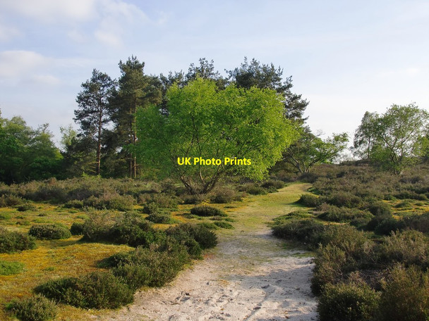 Photo 6"x4" Heathland to the west of Frensham Great Pond Frensham c2016