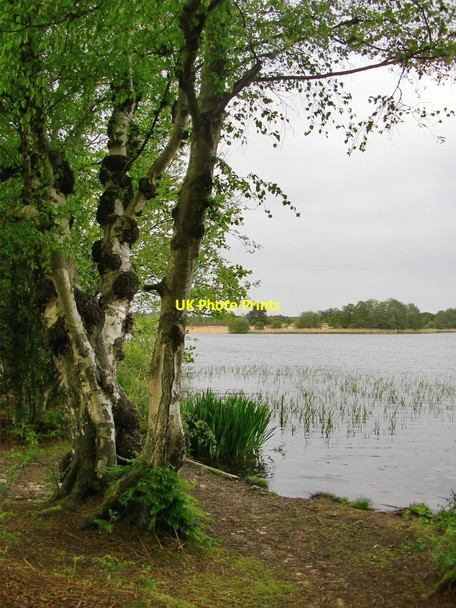 Photo 6"x4" Silver birches by Frensham Great Pond Frensham c2016