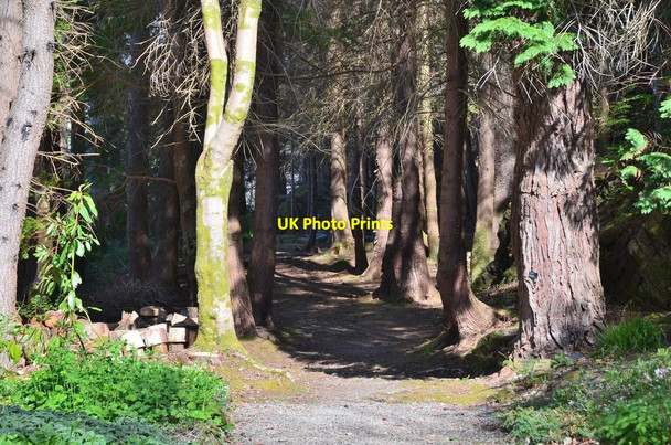Photo 6"x4" The Old Wood, Attadale Gardens Attadale c2016