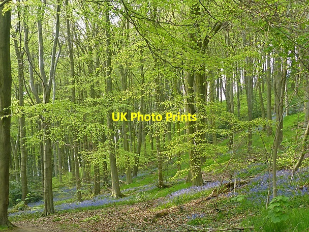 Photo 6"x4" Bluebells, Linacre Reservoirs Old Brampton c2016