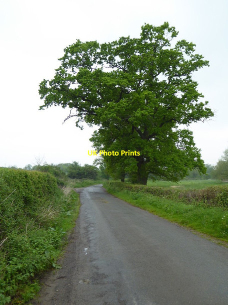 Photo 6"x4" Tree beside a country road Church End\/SO8341 c2016