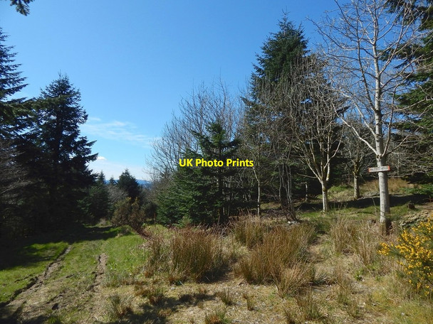 Photo 6"x4" Milburn Wood Helensburgh c2016