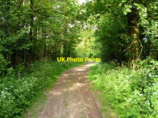 Photo 6"x4" Puck Lane Waltham Abbey c2016