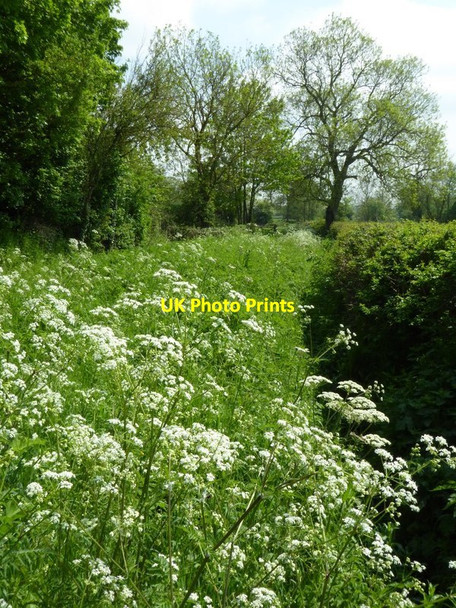 Photo 6"x4" Cow parsley Baughton c2016