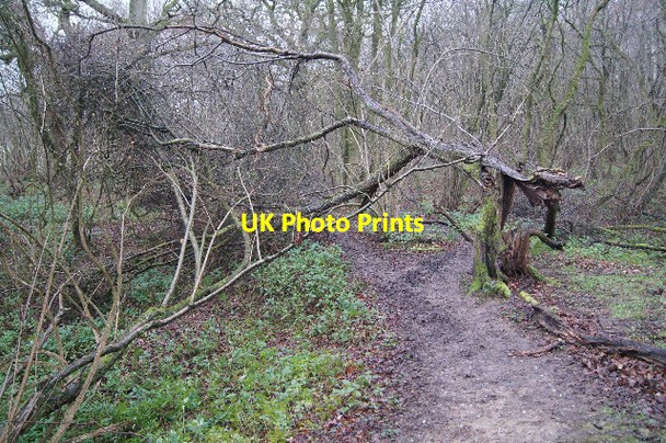 Photo 6"x4" Storm damage - Well's Copse East Oakley c2016