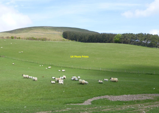 Photo 6"x4" Sheep in pasture  Clennell c2016