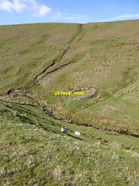 Photo 6"x4" Sheep and stell Clennell c2016