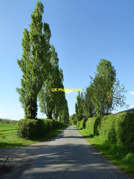 Photo 6"x4" Poplar trees on Baughton Lane Hill Croome c2016