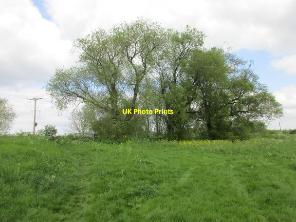Photo 6"x4" Trees near Doddington Bridge Dry Doddington c2016