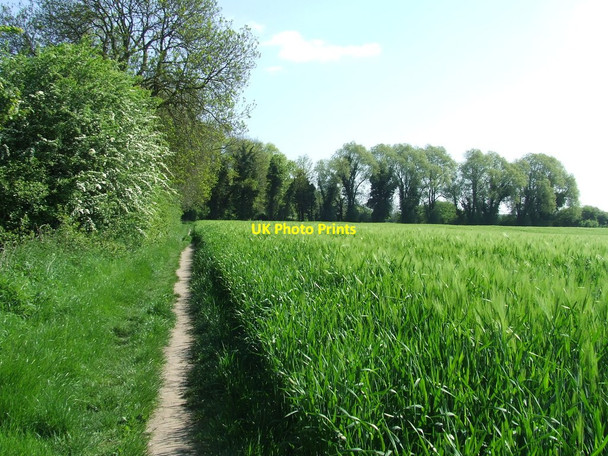 Photo 6"x4" Footpath And Field Boundary Fulbourn c2016