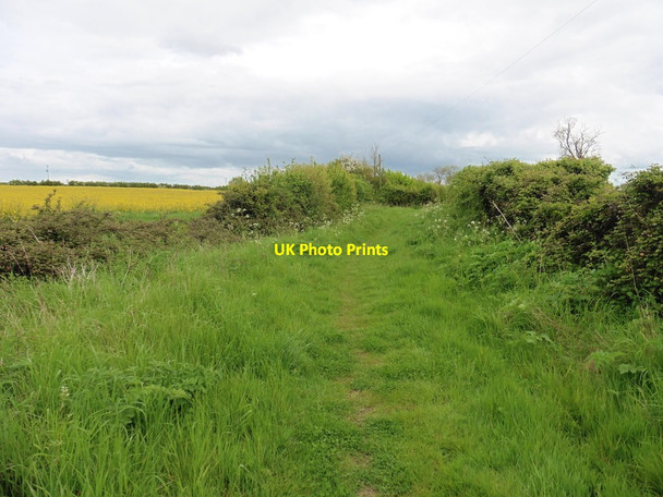 Photo 6"x4" Footpath to Swell Drove Fivehead c2016