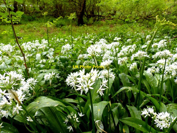 Photo 6"x4" Wild Garlic (allium ursinum) Elterwater c2016