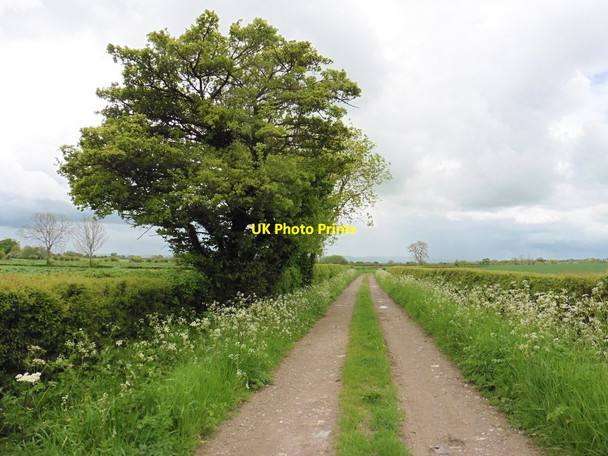 Photo 6"x4" Burton Mead Drove Hambridge c2016