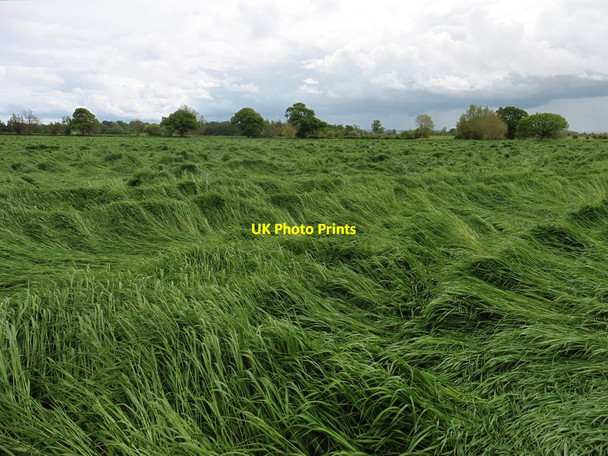 Photo 6"x4" Field on Curry Mead Hambridge c2016