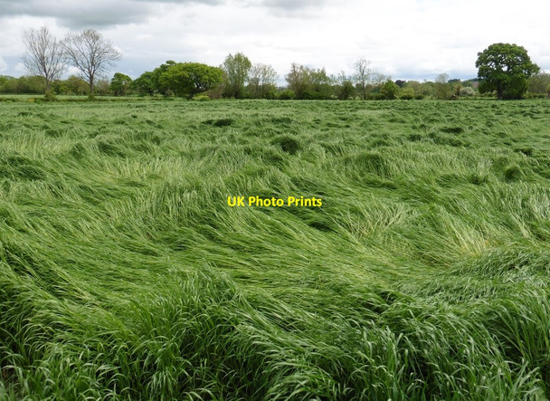 Photo 6"x4" Field near Burton Mead Drove Isle Brewers c2016