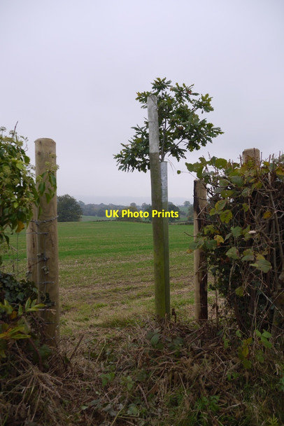 Photo 6"x4" A young oak Upper Dinchope c2015