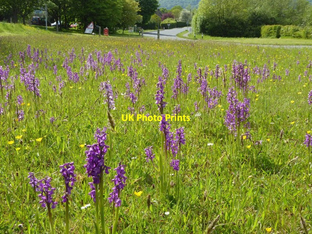 Photo 6"x4" Green-winged orchids in Welland Marl Bank c2016 P1