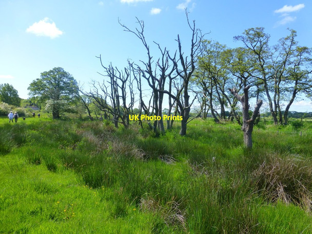 Photo 6"x4" Drowned forest of dead trees near Scorton Scorton\/SD5048 c2015