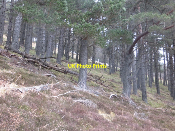 Photo 6"x4" Pine woods, Glen Fiddich Hill of Clais nan Earb c2015