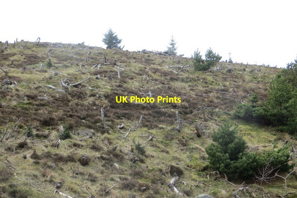 Photo 6"x4" Clear felled woodland Well of the Lecht c2015