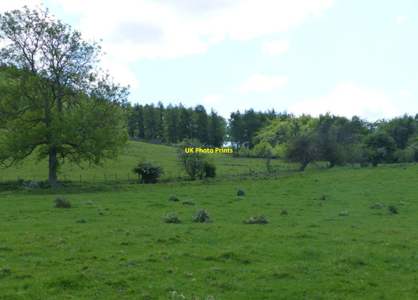 Photo 6"x4" Looking across the pasture Chillingham c2015