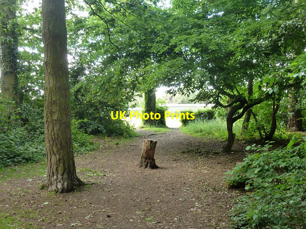 Photo 6"x4" In Fir Spring Radlett c2015
