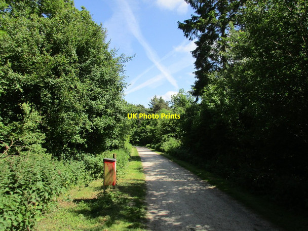 Photo 6"x4" Entering Chamber's Farm Wood Young Wood c2015