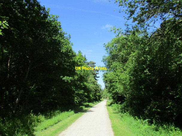 Photo 6"x4" The main track through Chamber's Farm Wood Gautby c2015