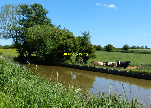 Photo 6"x4" Herd of cows next to the Oxford Canal Middle Aston c2015