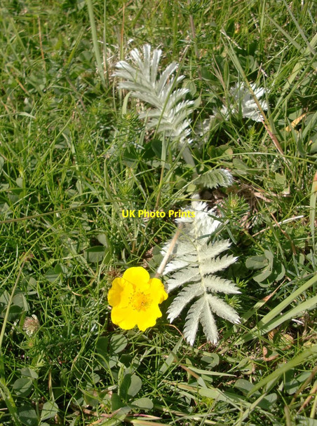 Photo 6"x4" Chalk downland wildflowers, Haxton Down: Silverweed East Everleigh c2015