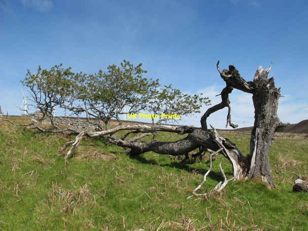 Photo 6"x4" Down But Not Out Advie c2015