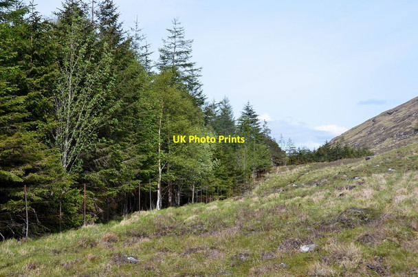 Photo 6"x4" Forest boundary, Binnein Shuas Torgulbin c2015